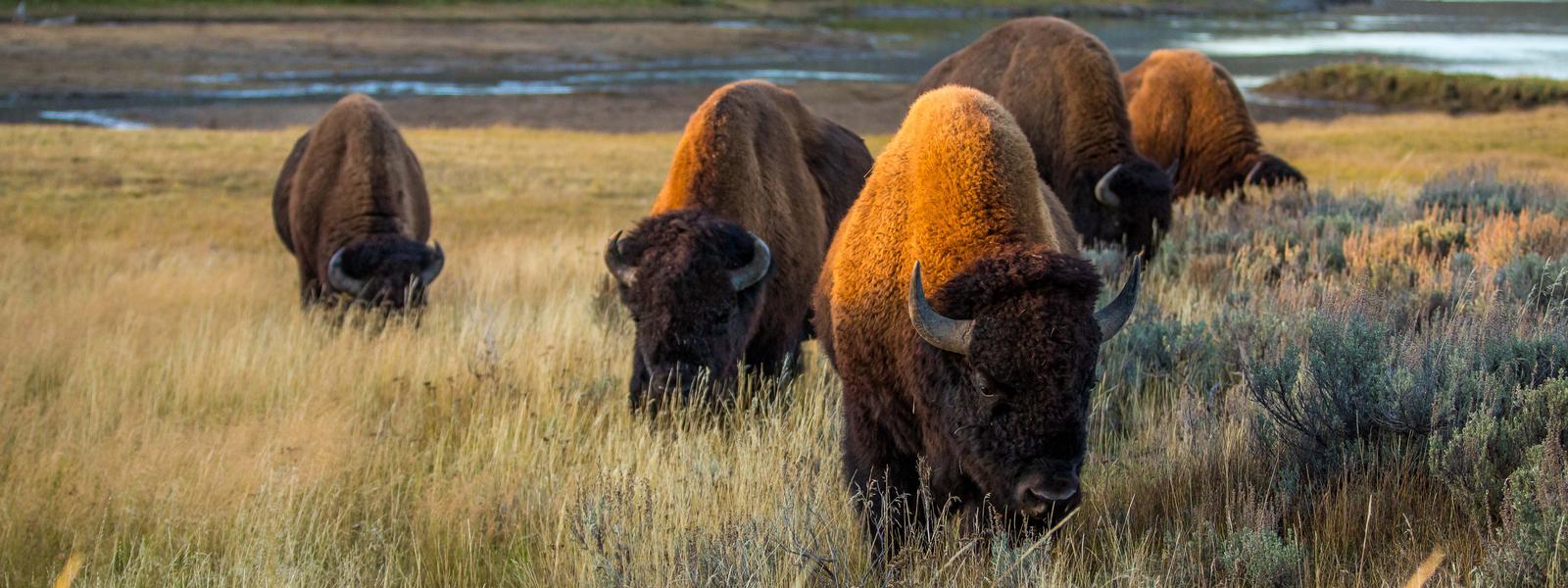 Bison