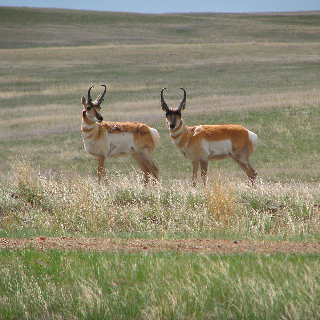 WWF_Pronghorn-Bucks