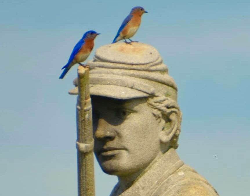 The Bluebirds of Antietam