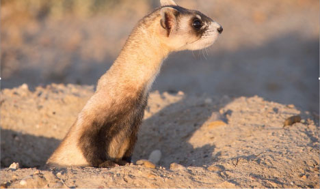 black-footed-ferret