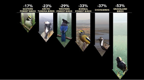 grassland-birds-decline-chart